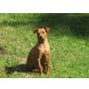 Nina, Zwergpinscher - Hündin