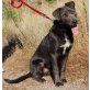 Nina, großer Mix - Hündin