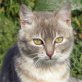 Nina, hundefreundliche - Katze