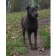 Nina möchte endlich glücklich sein!, Shar Pei Mix - Hündin