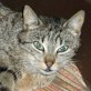 Ninette, scheue - Katze