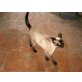 Nini, Siamesen - Katze