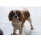 Nino, Cavalier King Charles Spaniel - Rüde