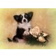 Nino, Chihuahua langhaariger Schlag Welpen - Rüde