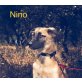 Nino, Collie-Mischling Welpen - Rüde
