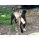 Nino, Mallorca Mix - Rüde