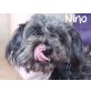 Nino, Tibet Terrier,Pudel? - Rüde