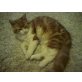 Nismo, Main Coon Mix - Kater