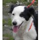 Nissy, Bordercollie-Mischling - Hündin