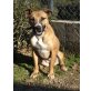 Noa, Boxer-Mix - Hündin