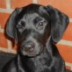 Noa, Labrador - Mischling - Welpen - Hündin
