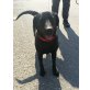 Noa, Labrador-Mix - Hündin