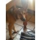 Noa, Schäferhund-Collie Mix Mädchen Welpen - Hündin
