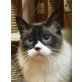 Noa, wer verliebt sich in ihre blauen Augen? - Katze