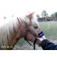 Noah, Haflinger - Stute