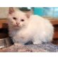 Noah, Mischling - Kater