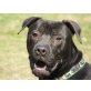 Noah, Pitbull(mix) - Rüde