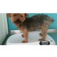 Noah, Yorkshire Terrier - Hündin