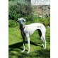 Noble, Galgo Español - Rüde