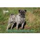 Nobody vom Vogelsang, Gesunder & freiatmender Mops in brindle - Rüde