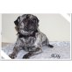 Nobody vom Vogelsang, Gesunder , sportlicher Mops Rüde in brindle m - Rüde
