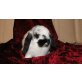 Noch 2 liebevolle Kerlchen  warten!, Mini Lop - männlich