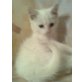 Noch keine - Schneeglückchen, Angora- orient  - Katze