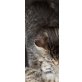 Noch keinen, Rot grau weiß dunkel grau - Katze