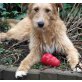 Nocilla, Katalanischer Hütehund-Mix - Rüde