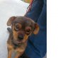 Noel, Chihuahua Pinscher Mischling - Rüde