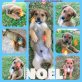 Noel, Mix - Rüde