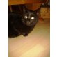 Noel, Unser Kater Noel sucht ein neues liebesvolles - Kater