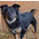 Noel bescheidener und genügsamer Hund, Netter Langhaar-Mischlingsrüde - Rüde
