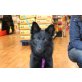 Noel, ein Belgian Shepherd Mischling - Rüde