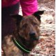 Noel, holländ. Schäferhund Mix - Rüde
