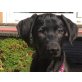 Noemi, Weimaraner Mischling Welpen - Hündin