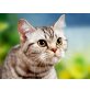 Nofretete, Britisch Kurzhaarkatze - Katze