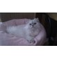 Noisy Boy, Chinchilla-Perser - Kater