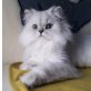 Noisy Boy, Perser - Kater