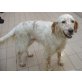Nola - eine bildschöne Setterdame, English Setter - Hündin