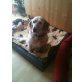 Nola - verschmuster english Setter , English Setter - Hündin
