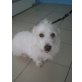 Nole, vorbildlich, kleiner Hundemann - Rüde