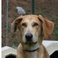 Non, Labrador Doggen Mix - Rüde