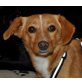 Nona, Dackel-Pinscher-Mischling - Hündin