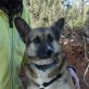 Nona, Schäferhund Mischling - Hündin