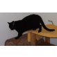 Nonna, Katzenmäderl Nonna sucht liebevolles Heim! - Katze