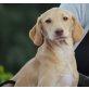 Nono, Labrador Mischling Welpen - Rüde