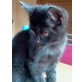 Nor. Waldkatze/ Main Coon/Perser - Kater