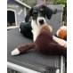 Nora, Beagles-Mischling Welpen - Hündin
