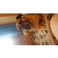 Nora, Bullmastiff - Hündin
